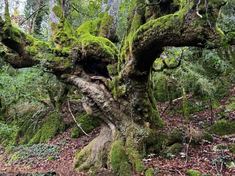 Pirineo Navarro-Aragonés